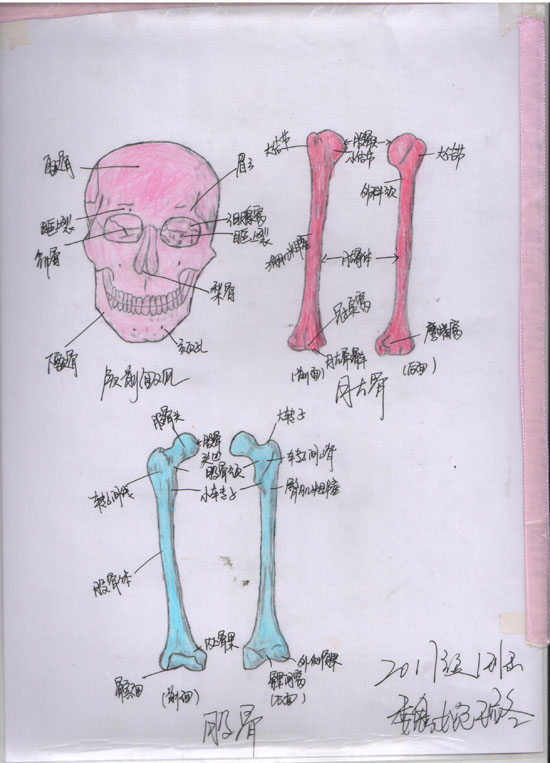 医学绘图比赛作品展示(图6)