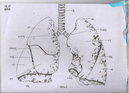 医学绘图比赛作品展示(图7)