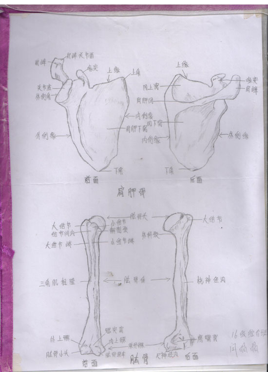 医学绘图比赛作品展示(图2)