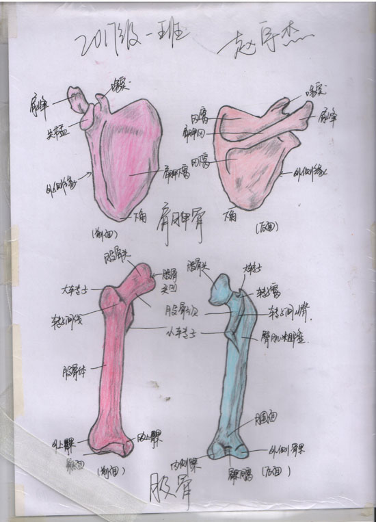 医学绘图比赛作品展示(图3)