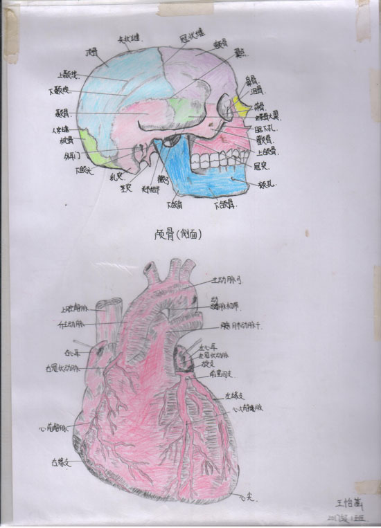 医学绘图比赛作品展示(图4)