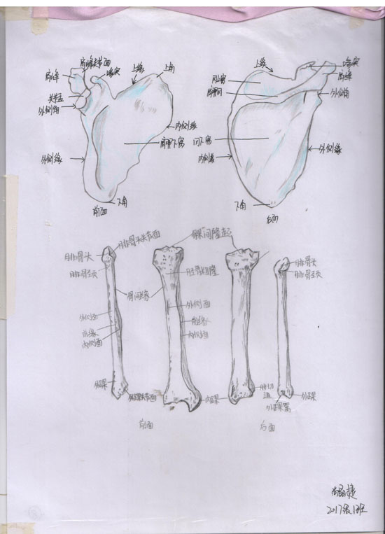 医学绘图比赛作品展示(图9)