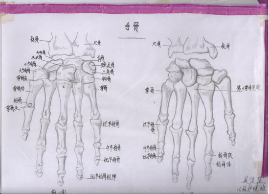 医学绘图比赛作品展示(图11)