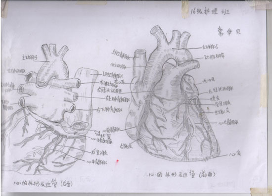 医学绘图比赛作品展示Ⅱ(图1)