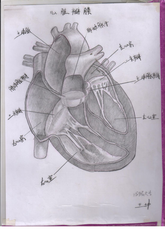 医学绘图比赛作品展示Ⅱ(图2)