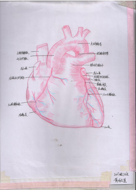医学绘图比赛作品展示Ⅱ(图5)