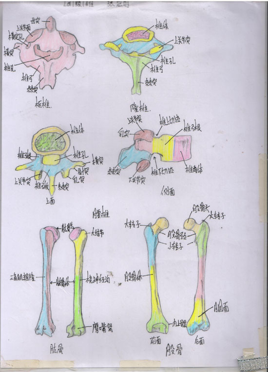 医学绘图比赛作品展示Ⅱ(图8)