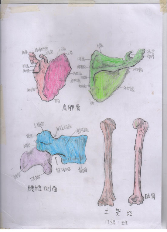 医学绘图比赛作品展示Ⅱ(图9)