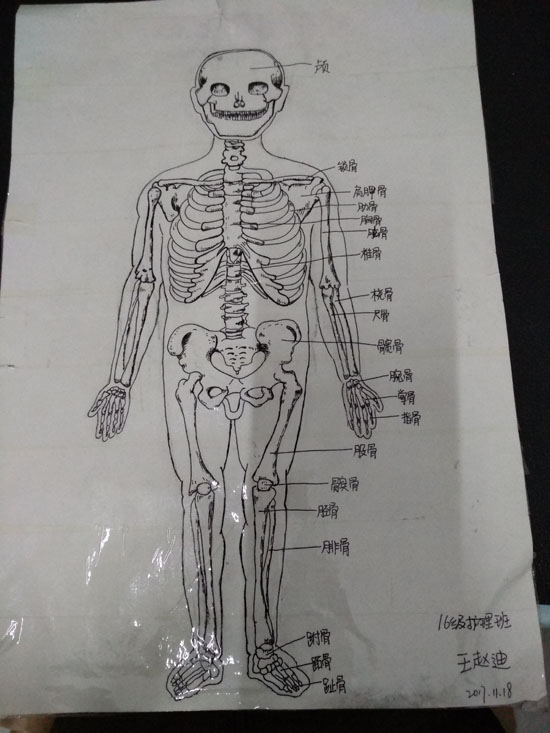 医学绘图比赛作品展示Ⅱ(图11)